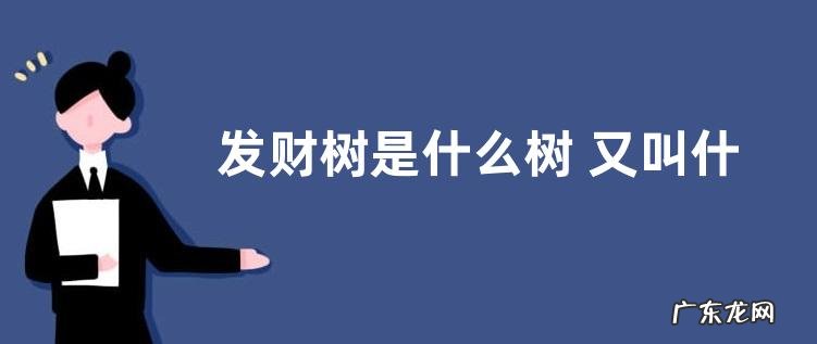 发财树是什么树 又叫什么树