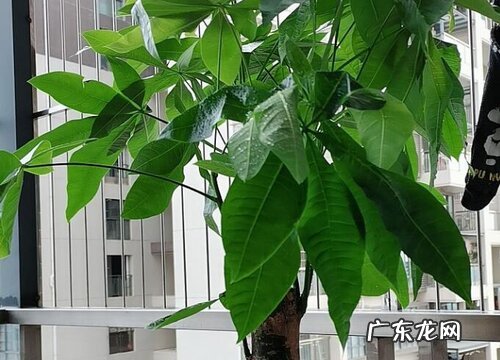 发财树是什么树 又叫什么树