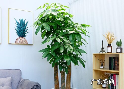 发财树是什么树 又叫什么树