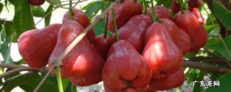 莲雾价格多少钱一斤？种植前景及利润怎么样