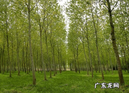 杨树是什么树种类 长在什么地方