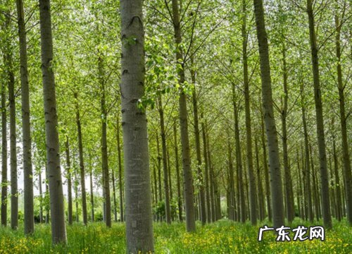 杨树是什么树种类 长在什么地方