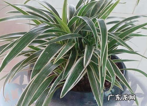 吊兰要经常浇水吗