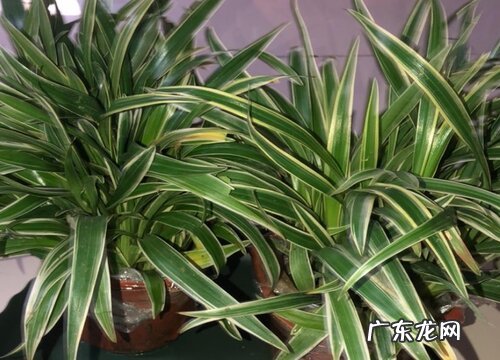 吊兰要经常浇水吗