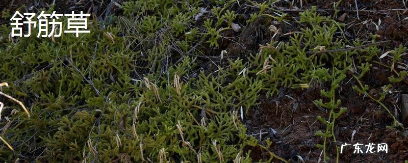 舒筋草和伸筋草的区别