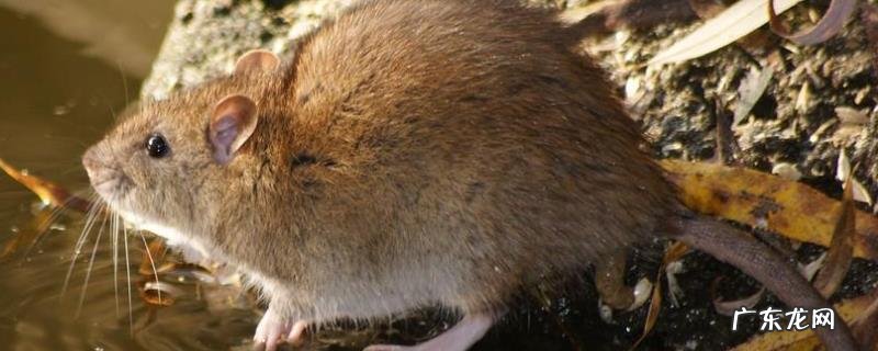 老鼠是怎么过冬的,繁殖能力强吗