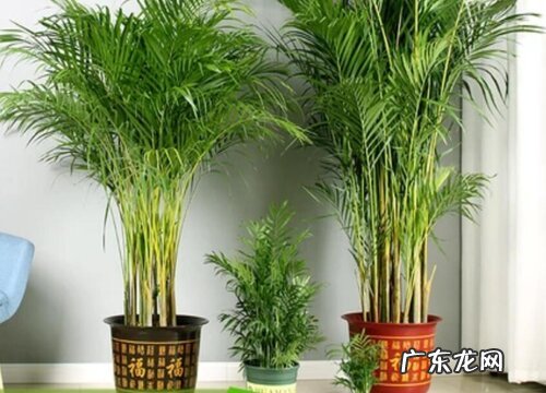 凤尾竹可以浇醋吗