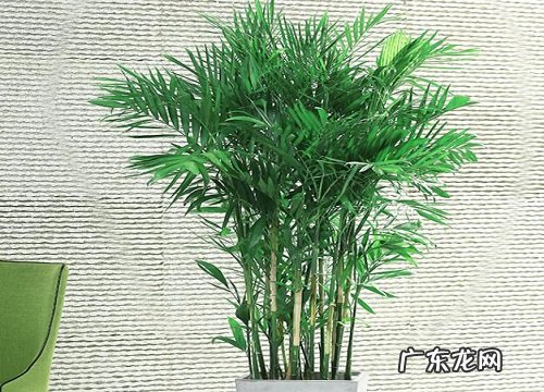 凤尾竹可以浇醋吗