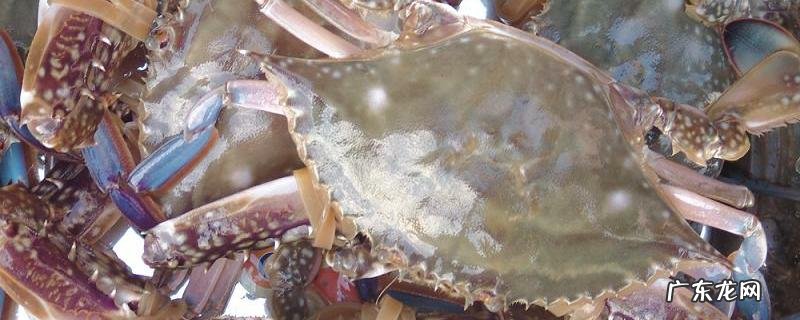 刚刚死的梭子蟹能吃吗,活梭蟹如何保存