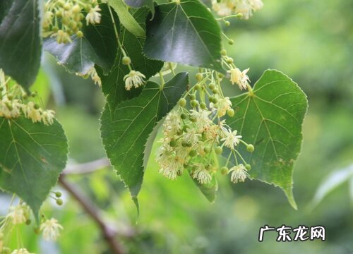 椴木是什么树 属于什么种类树木