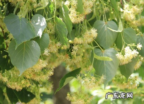 椴木是什么树 属于什么种类树木