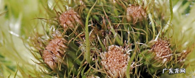 氮肥的作用是什么?如何挑选?