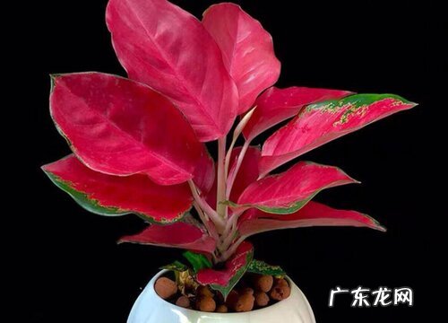 吉祥如意开花是什么样子 开花的寓意与兆头