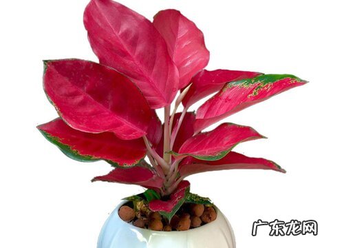 吉祥如意开花是什么样子 开花的寓意与兆头