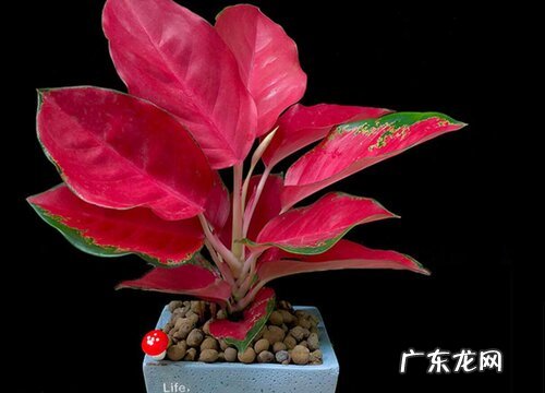 吉祥如意开花是什么样子 开花的寓意与兆头