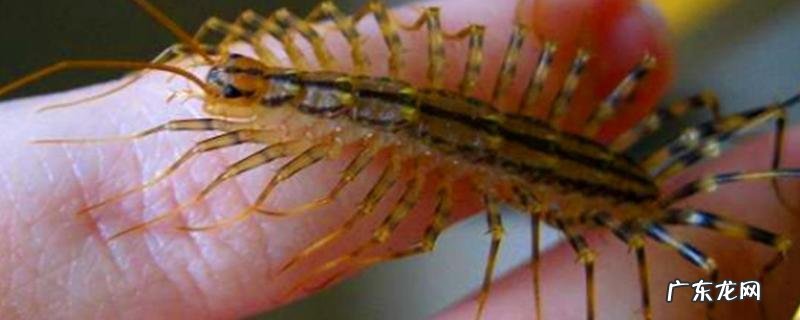 蚰蜒到底是什么?怎么消灭才好
