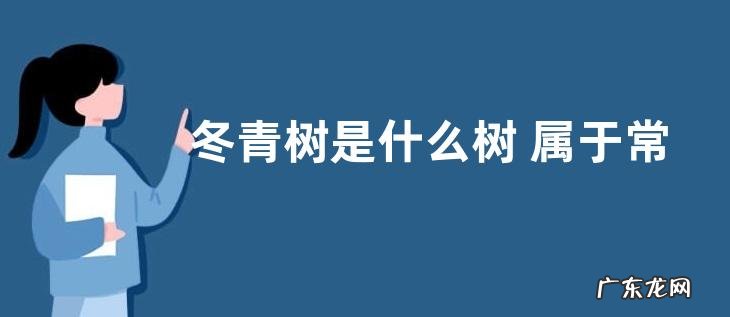 冬青树是什么树 属于常绿乔木