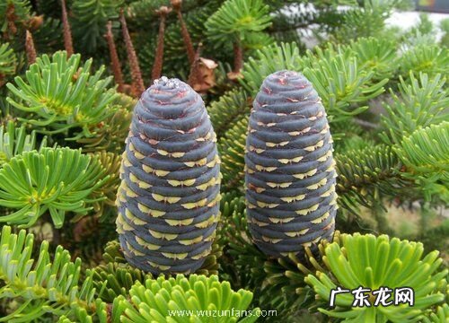 枞树是什么树 属于什么科植物