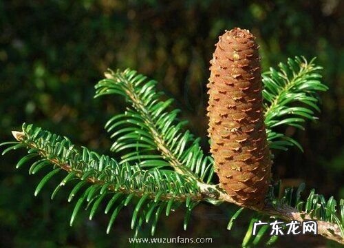 枞树是什么树 属于什么科植物