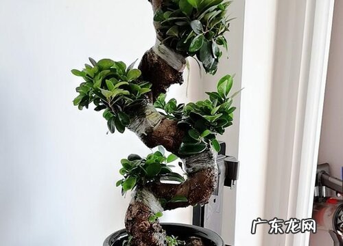 榕树盆景用什么盆好