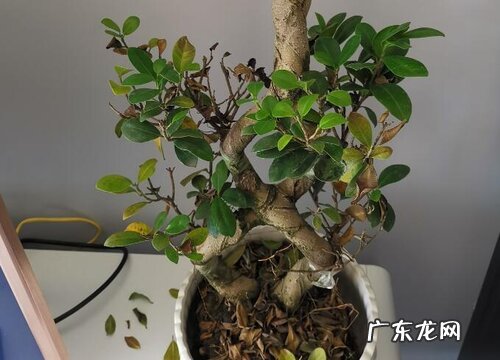 榕树盆景用什么盆好