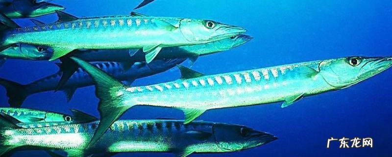 带鱼的产地在哪？带鱼介绍和营养价值
