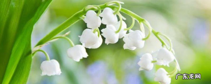 风铃草的花语和传说介绍,风铃草怎么养