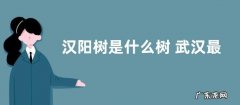 汉阳树是什么树 武汉最古老的银杏树