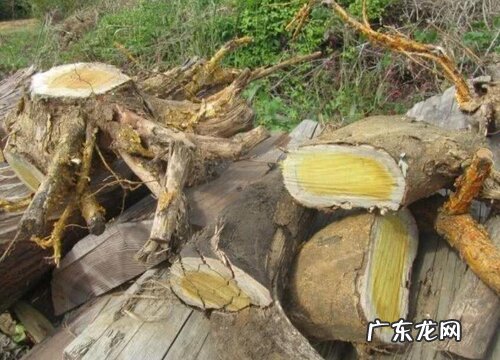 黄金木是什么树木 又叫什么树
