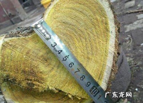 黄金木是什么树木 又叫什么树