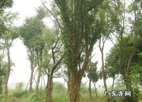 卓树是什么树种 长得什么样子