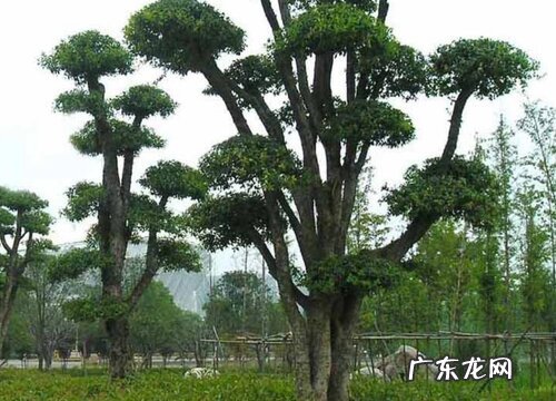 卓树是什么树种 长得什么样子