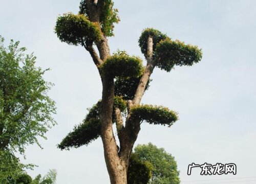 卓树是什么树种 长得什么样子