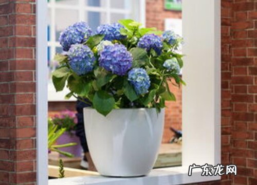 绣球花开完花后什么时候修剪 开花后修剪方法和注意事项