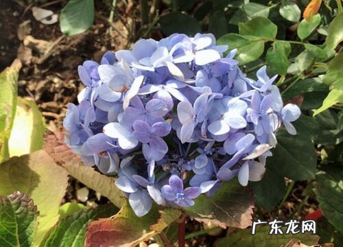 绣球花开完花后什么时候修剪 开花后修剪方法和注意事项