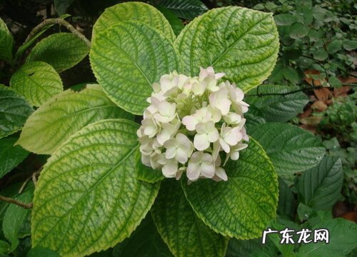 绣球花开完花后什么时候修剪 开花后修剪方法和注意事项