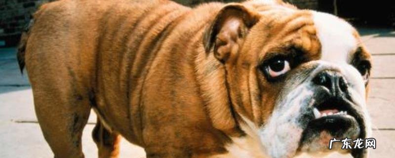 斗牛犬性格怎么样?好不好养?