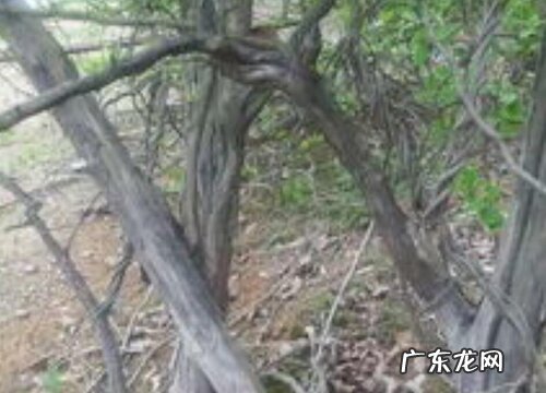 桑柘木是什么树 生长在什么地方