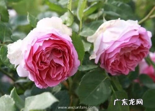 罗衣月季是藤本还是灌木