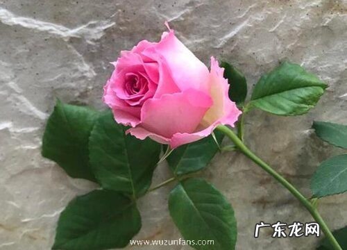 罗衣月季是藤本还是灌木