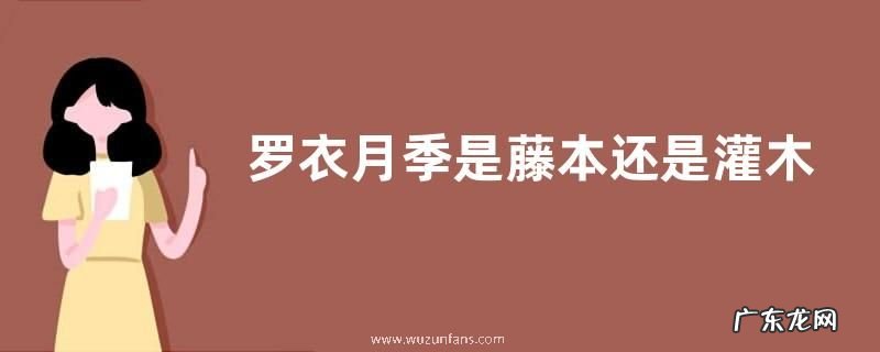 罗衣月季是藤本还是灌木