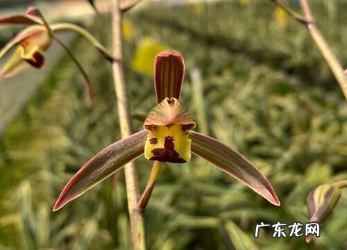 墨兰开花温度多少度