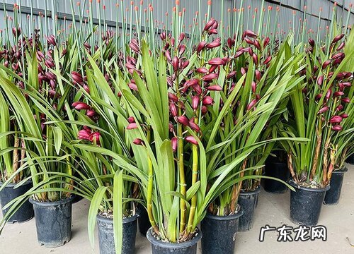 墨兰开花温度多少度