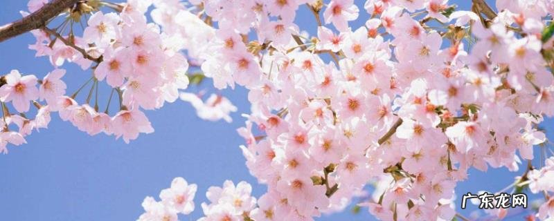 樱花几月开,武汉樱花什么时候开