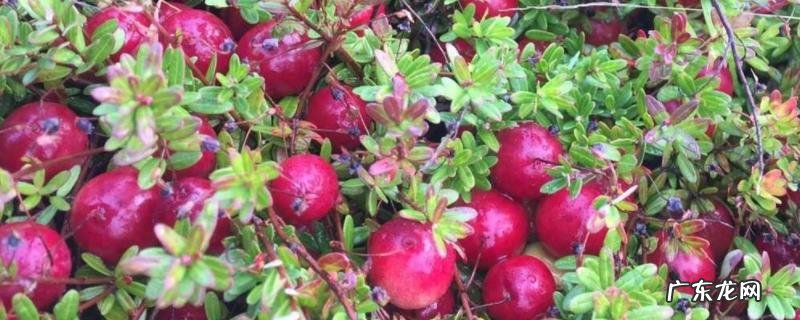 蔓越莓是什么水果,采收方法有哪些