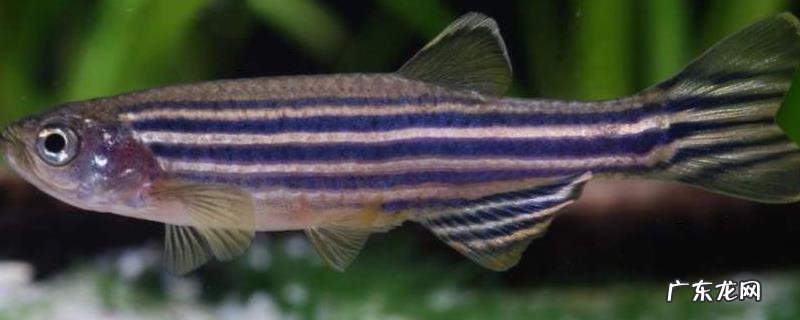 斑马鱼能活多久?该如何养殖