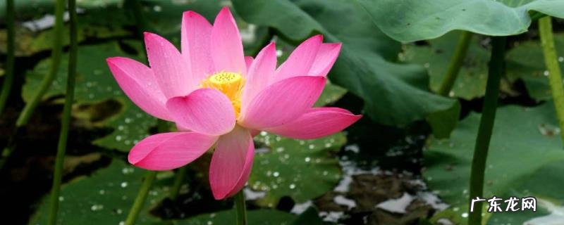 荷花的别名是什么?一般什么时候开放