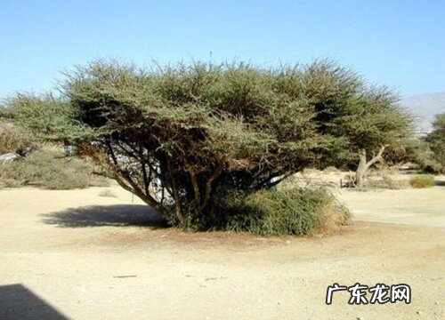 皂荚木是什么树 生长在什么地方