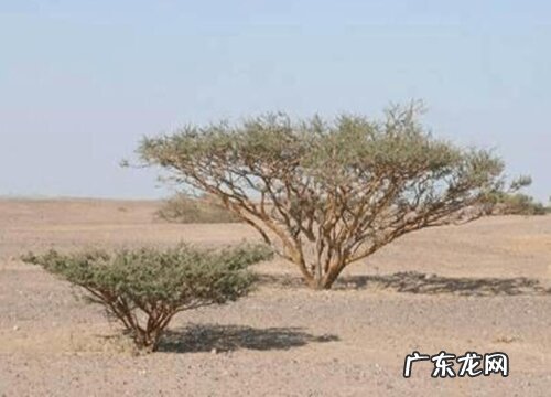 皂荚木是什么树 生长在什么地方