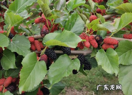 桑葚开花是什么样子 在几月份开花结果